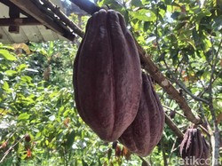 Kakao Bali Punya Potensi, Kesulitan Hilirisasi Padahal Peluang Tembus Eropa