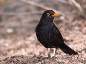 5 Burung dengan Kicauan Terindah dan Terburuk Versi Sains