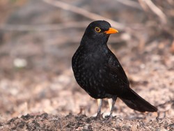 5 Burung dengan Kicauan Terindah dan Terburuk Versi Sains