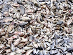 Ledakan Populasi Ikan Nila Bikin Nelayan Thailand Kehilangan Udang
