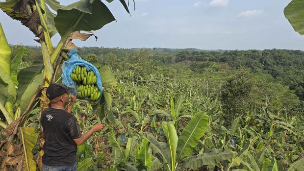 Berbekal pengalaman dan jaringan yang dimilikinya selama menjalankan aktivitas jurnalistik, Kusnaedi kemudian mempelajari rantai distribusi hasil pertanian di Banten. Ia juga mengikuti berbagai pelatihan dan seminar mengenai budidaya pisang. Bersama kelompok tani Jawara Tani Rangkas (Jatanras), Kusnaedi kemudian memperoleh izin Hak Guna Usaha (HGU) dari Perhutani untuk mengelola lahan tidur seluas lima hektare selama 35 tahun.
