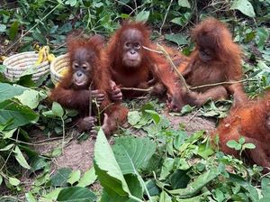 Jejak Perdagangan Ilegal dari Satwa Langka di India