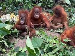Jejak Perdagangan Ilegal dari Satwa Langka di India