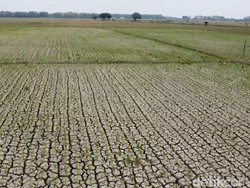 400 Hektare Sawah di Pati Alami Puso gegara Kekeringan