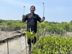 Mangrove Ditanam, Kepiting Kembali: Cerita Warga Sei Tuan Mengais Rezeki