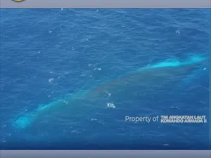 Video Bawah Air Perlihatkan Bangkai KM Virgo yang Tenggelam di Laut Jawa