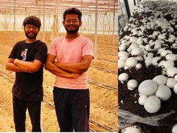 Kuliah di London dan Dubai, Kakak Beradik Ini Pulang Kampung Jadi Petani Jamur