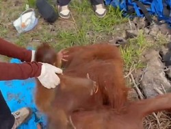 Lahan Terbakar di Kobar, Induk dan Bayi Orang Utan Diselamatkan