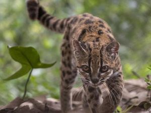 Gemas! Spesies Kucing Baru Ditemukan di Bolivia, Beratnya Hanya 1 Kg