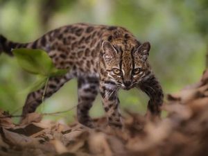 Dikira Kucing Biasa, Ternyata Spesies Baru Pertama dalam 100 Tahun