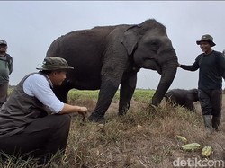 Menhut Pastikan Gajah Aman Meski Terjadi Karhutla di SM Padang Sugihan