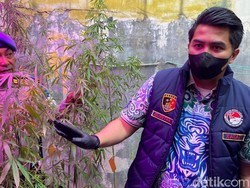 Profesi Pria Bandung yang Tanam Ganja di Rumah: ASN Kementerian