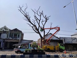 Sejumlah Pohon di Tepi Jalan Ponorogo Mati, Diduga Ada Kesengajaan