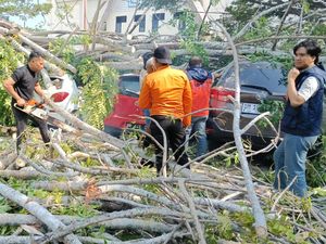 Pohon Tumbang Timpa 4 Mobil di Gorontalo, 3 Orang Luka