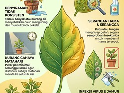 Infografis: Selain Nggak Disiram, Ini Penyebab Daun Cepat Menguning