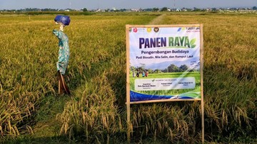 El Nino dan Air Laut Tak Halangi Panen Padi 166 Ton di Batang