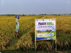 El Nino dan Air Laut Tak Halangi Panen Padi 166 Ton di Batang