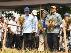 Kolaborasi Lintas Sektor, Pemkab Batang Panen Raya 7 Ton Padi Biosalin