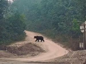 Geger Beruang Keluar dari Hutan di Musi Rawas Utara Sumsel