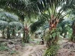 Sengketa HGU Sawit Pasangkayu: 25 Petani Diduga Dikriminalisasi