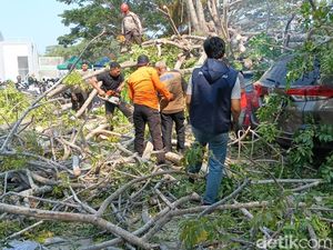 Video Pohon Tumbang Timpa 4 Mobil di Gorontalo, 3 Orang Luka!
