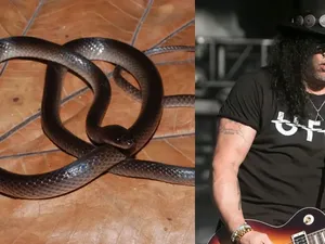 Slash Guns N Roses Diabadikan Jadi Nama Spesies Ular Baru dari Papua