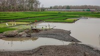 Waduk Saradan Menyusut, Petani Manfaatkan Lahan untuk Tanam Padi