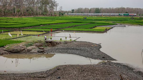 Waduk Saradan Menyusut, Petani Manfaatkan Lahan untuk Tanam Padi