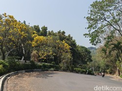 Kawasan Dago Atas Cantik Merona Dihiasi Mekarnya Bunga Tabebuya