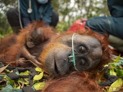 Induk-Anak Orang Utan Terjebak Perkebunan Sawit Ketapang