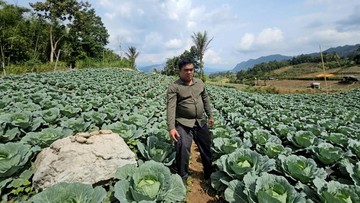 HDDAP Dorong Ekspor Kubis Dairi ke Asia, Petani Bisa Untung 3 Kali Lipat
