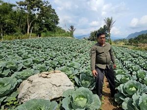HDDAP Dorong Ekspor Kubis Dairi ke Asia, Petani Bisa Untung 3 Kali Lipat