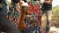 Induk dan Anak Orangutan Dievakuasi dari Kepungan Sawit di Ketapang
