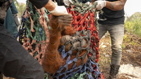 Induk dan Anak Orangutan Dievakuasi dari Kepungan Sawit di Ketapang