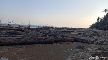 Ratusan Gelondongan Kayu Terdampar di Pantai Sumenep