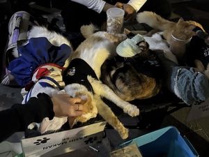 Kucing Berkostum Open Donasi di Jalan Tunjungan Diduga Pakai Obat Tidur