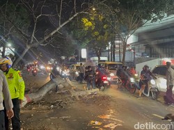 Tiga Pemotor Tertimpa Pohon di Cianjur, Satu Masuk RS