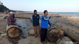 Potret Ratusan Kayu Gelondongan Terdampar di Pantai Sumenep