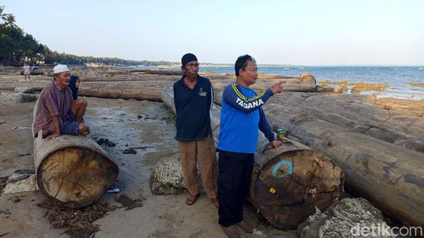 Potret Ratusan Kayu Gelondongan Terdampar di Pantai Sumenep