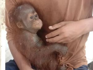 Nasib Dinas, Anak Orang Utan yang Ditemukan Lemas di Lamandau