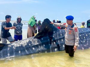 Bangkai Hiu Terdampar di Wakatobi, Sempat Dikira Batang Pohon