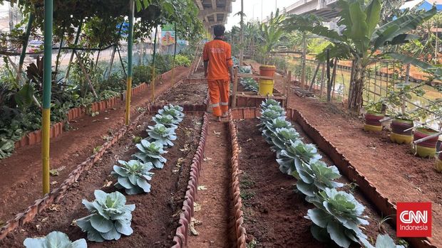 Berkebun di Bawah Tol Becakayu
