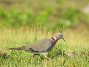 Keuntungan Pelihara Burung Puter di Rumah, Fauna Identitas Bantul yang Cantik