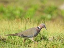 Keuntungan Pelihara Burung Puter di Rumah, Fauna Identitas Bantul yang Cantik