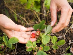 Mau Makan Buah Langsung dari Pohon? Coba Datang ke 4 Destinasi Wisata Ini