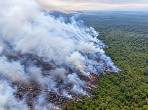 Lahan Gambut TNBS Masih Terbakar, Api Dekati Kebun Warga di Tanjabtim