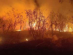 Alang-alang di Kedoya Jakbar Kebakaran, Api Sempat Menyala Besar