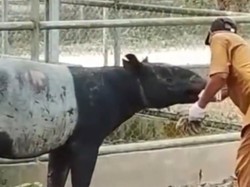 Keluar dari Habitat, Tapir di Perkebunan Sawit Lampung Diduga Alami Stres