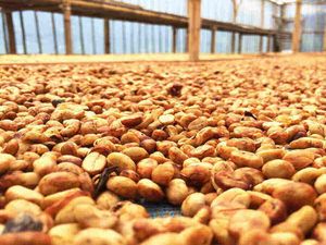 Kenalan Yuk! 4 Metode Pengolahan Kopi yang Bikin Karakter Rasanya Beda