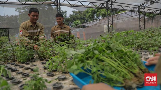 Majelis Sayur, jaringan kolektif para pegiat tani kota di Jagakarsa ini berupaya menggerakkan sekolah tani. Komunitas sejak 2021 itu terbetuk oleh inisiatif sejumlah anak muda pegiat seni dengan latar belakang masing-masing yang tergabung dalam Gudskul di Jagakarsa. (CNN Indonesia/Febria Adha L)
